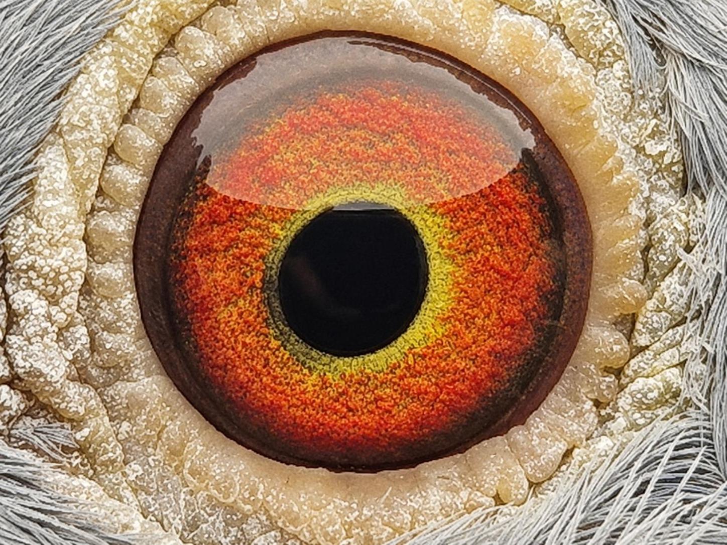 Pigeon eye